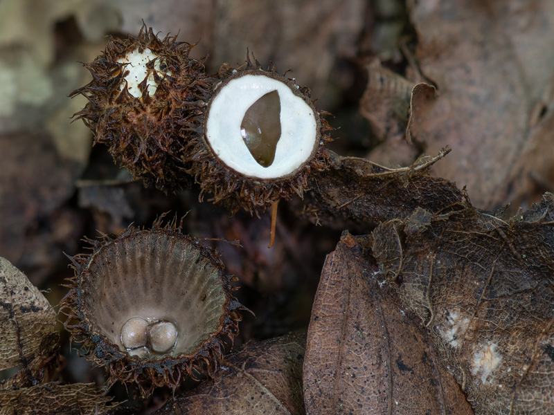 Cyathus striatus